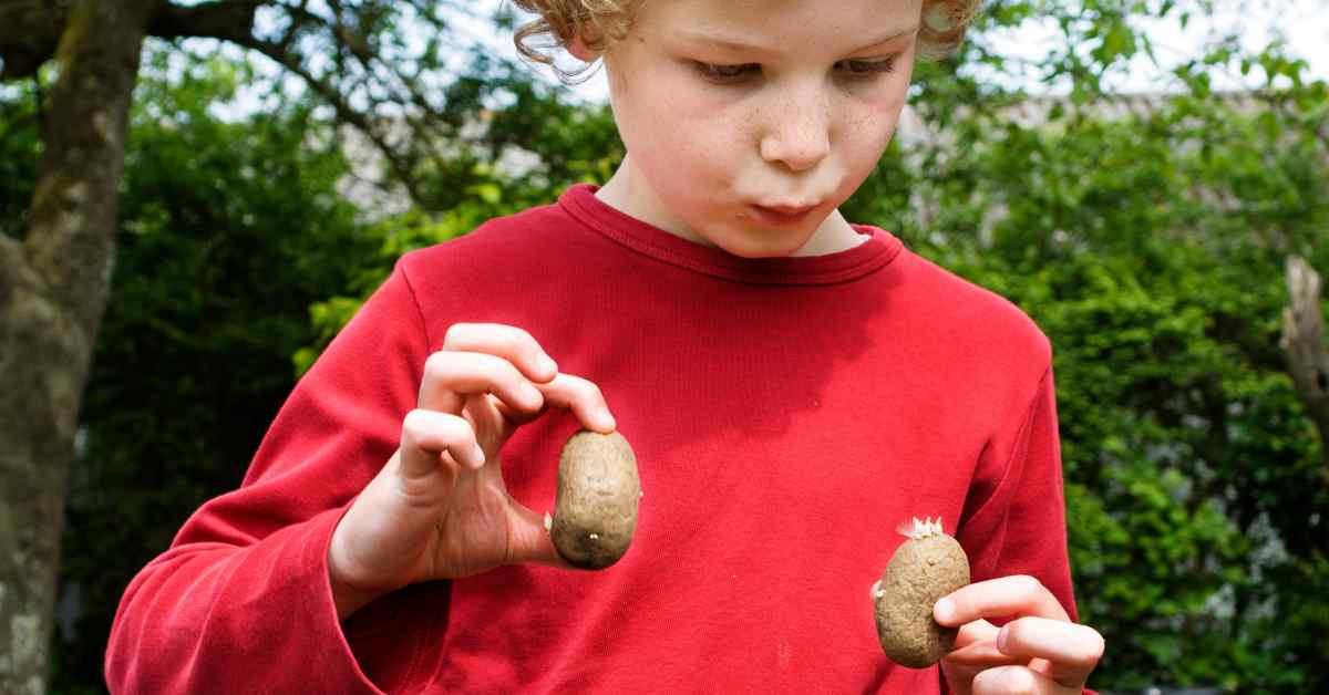 Boy observing two seed potatoes, which have sprouts, as part of a blog about chitting potatoes with kids.