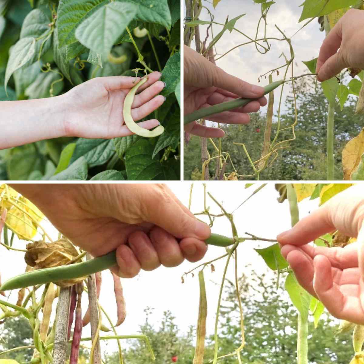 Three images on a grid, a hand finding a curled runner bean, and two images of hands pulling French beans apart to show how you snap a bean away from the plant, as part of a blog about picking green beans with kids