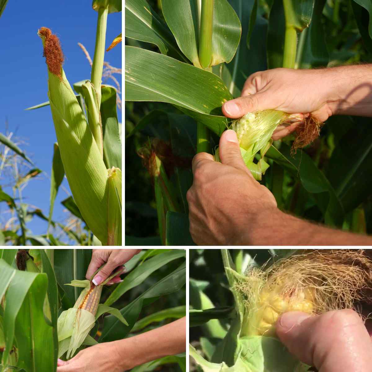 Four images on a grid, of hands peeling back the sheath outside a corn cob on the plant, pressing the kernels with a thumbnail to check for ripeness , as part of a blog about harvesting sweetcorn with children
