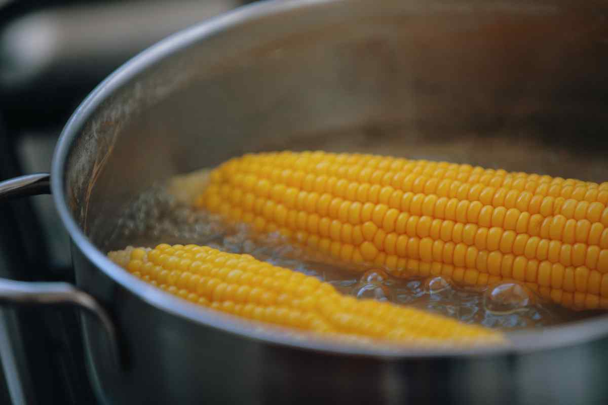 Image of two corn cobs boiling in a pan of water, as part of a blog about harvesting sweetcorn with children