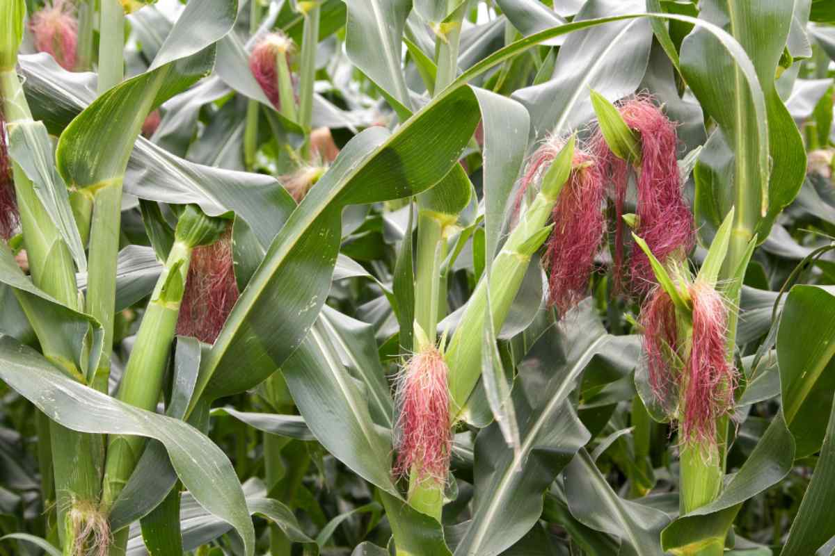 Image of a cluster of mature corn cobs on their plants, showing the tassels dying back and turning darker to show they are ready to harvest, as part of a blog about harvesting sweetcorn with children