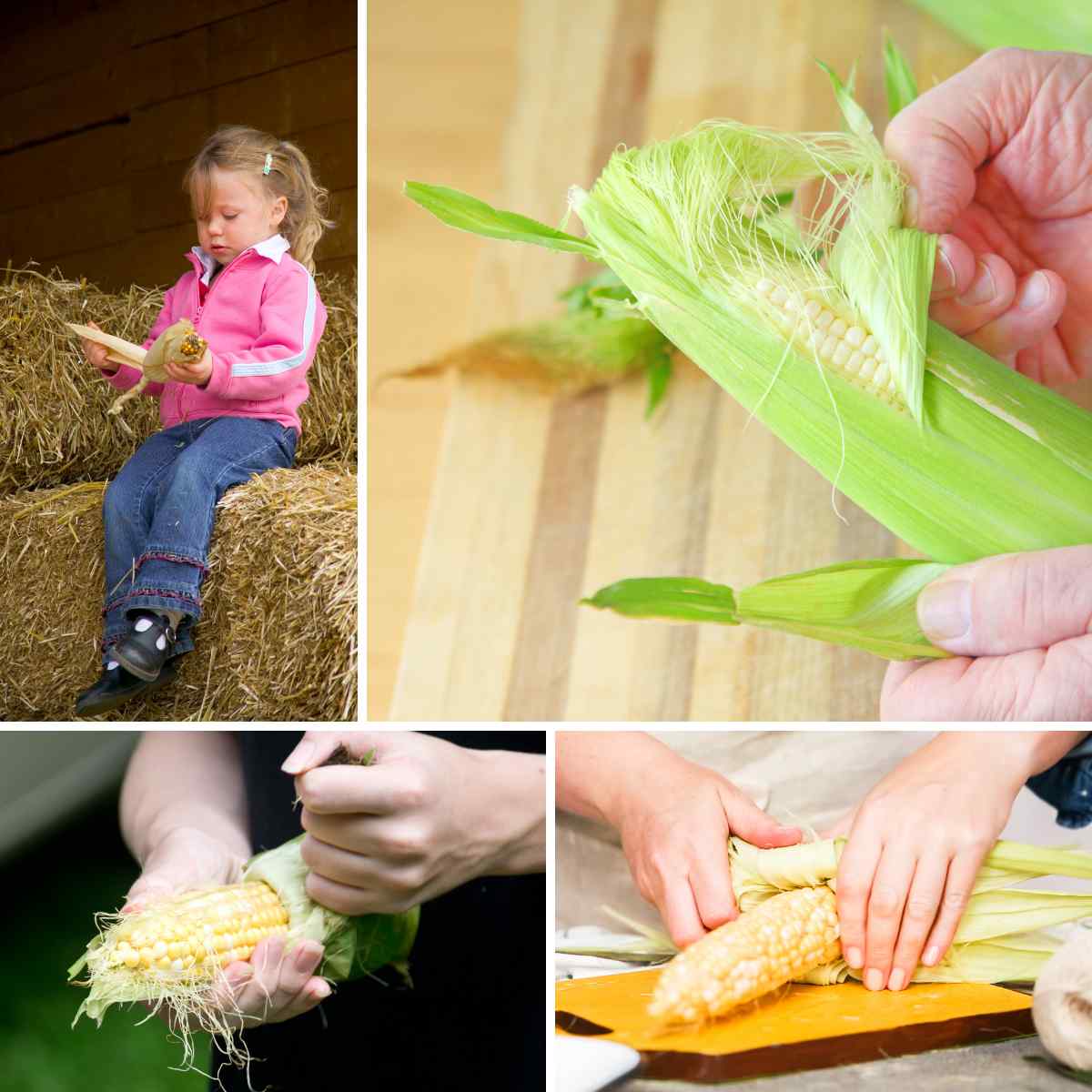 Four images on a grid, of a child shucking corn, and of hands peeling back the sheath on picked corn to reveal the kernels beneath, as part of a blog about harvesting sweetcorn with children