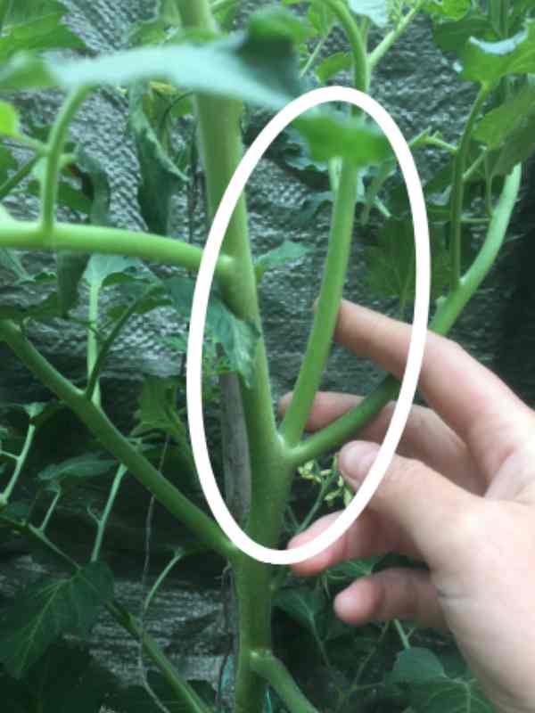 Image of a large side shoot on a tomato plant with a circle around where the shoot is, for a blog about how to remove side shoots on tomatoes, with your kids helping