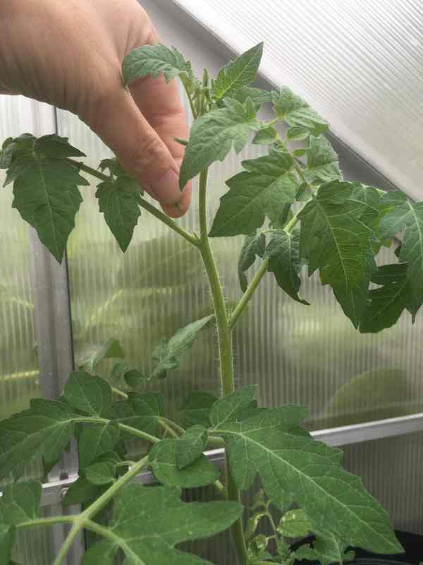 Image of a hand pulling away the small side shoot on a tomato plant with the finger and thumb, for a blog about how to remove side shoots on tomatoes, with your kids helping