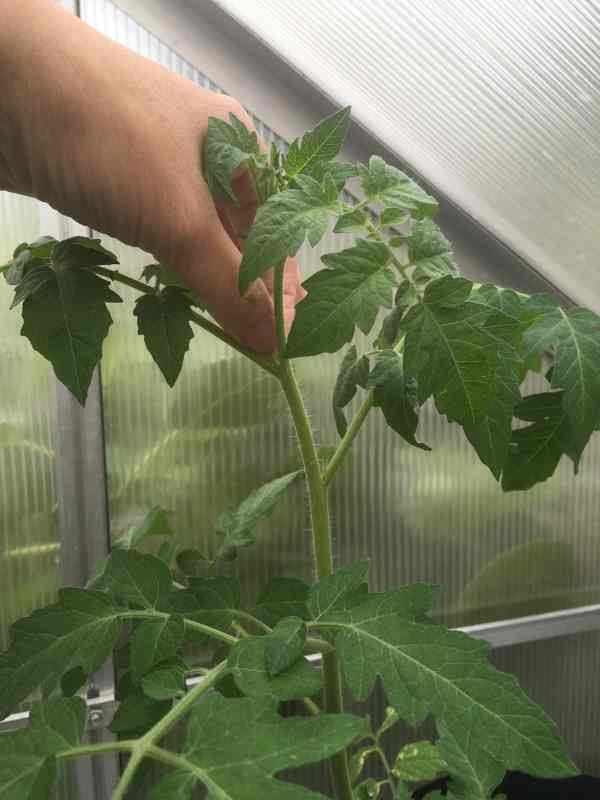 Image of a hand pinching a small side shoot on a tomato plant with the finger and thumb, for a blog about how to remove side shoots on tomatoes, with your kids helping