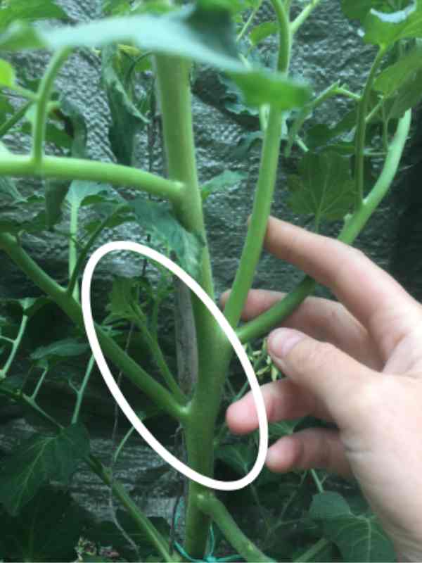 Image of a small side shoot on a tomato plant with a circle around where the shoot is, for a blog about how to remove side shoots on tomatoes, with your kids helping