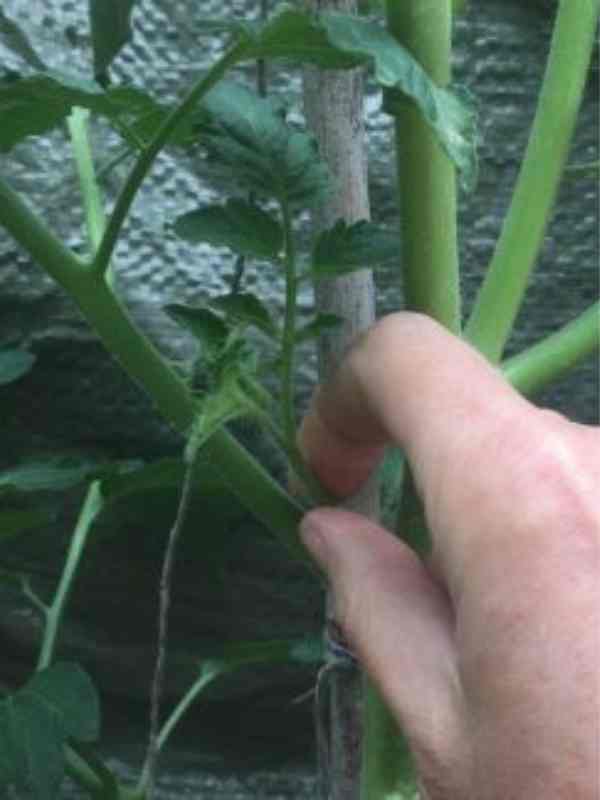 Image of a hand snapping off a side shoot on a tomato plant with the finger and thumb, for a blog about how to remove side shoots on tomatoes, with your kids helping