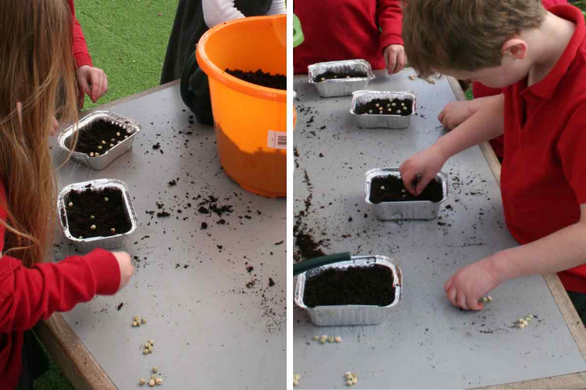 Two images in a split screen of school children carefully sowing pea seeds into little foil containers filled with compost, as part of a blog about how to grow pea shoot with kids on a window ledge