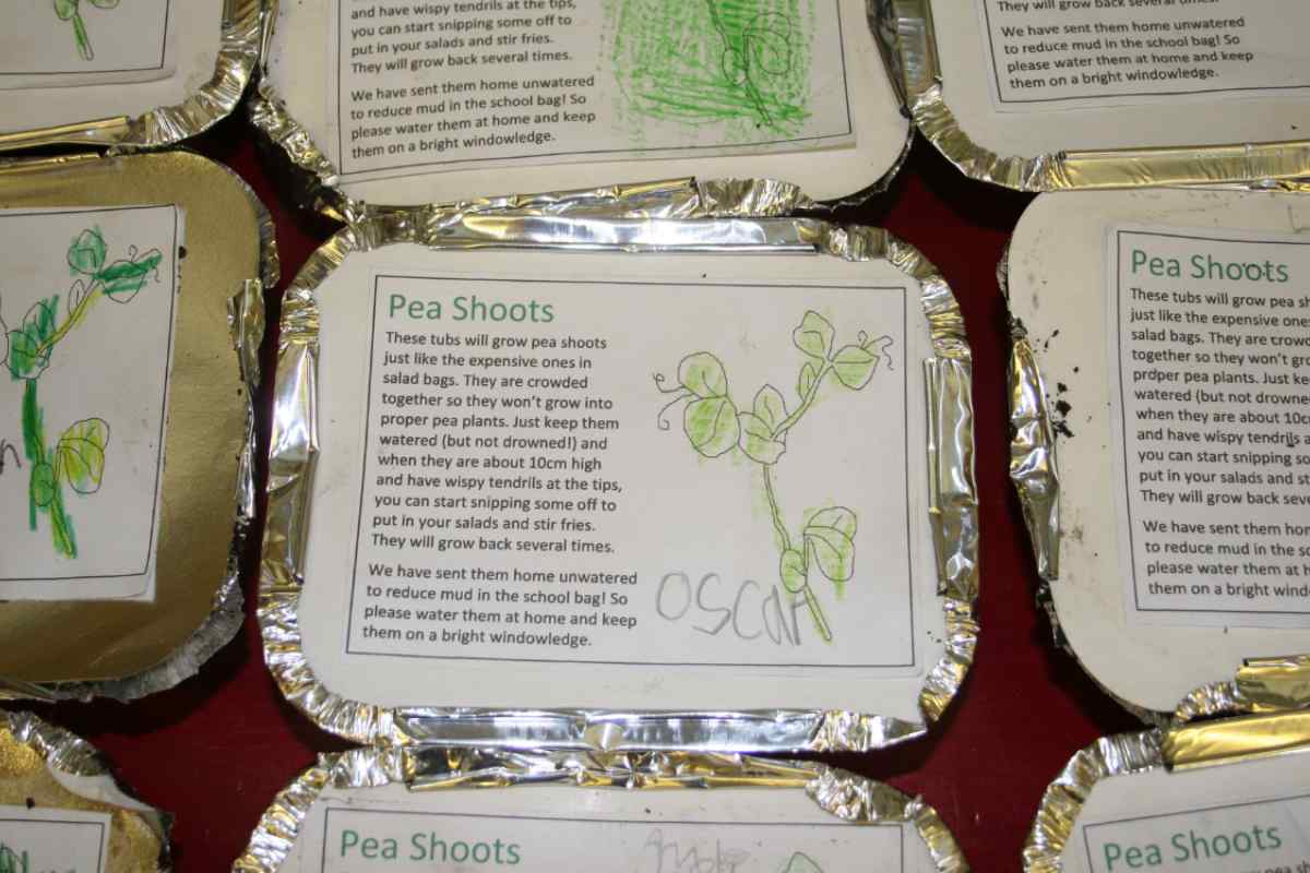 Image of some tin foil takeaway containers, each with a printout stuck to the lid, which has instructions for growing peashoots at home, and children’s names written on them, as part of a blog about how to grow pea shoot with kids on a window ledge
