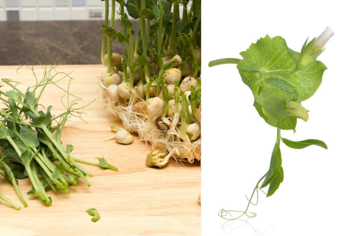 Split screen of two images, on the left a clump of well grown pea shoots and a few snipped up and lying next to them on the worktop, and on the right a cut out image of a pea shoot tip, as part of a blog about how to grow pea shoot with kids on a window ledge