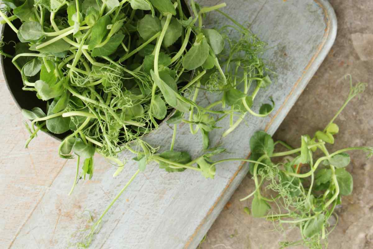 Image of a bowl of pea shoots on a worktop, they have been snipped and a few have fallen out, as part of a blog about how to grow pea shoot with kids on a window ledge