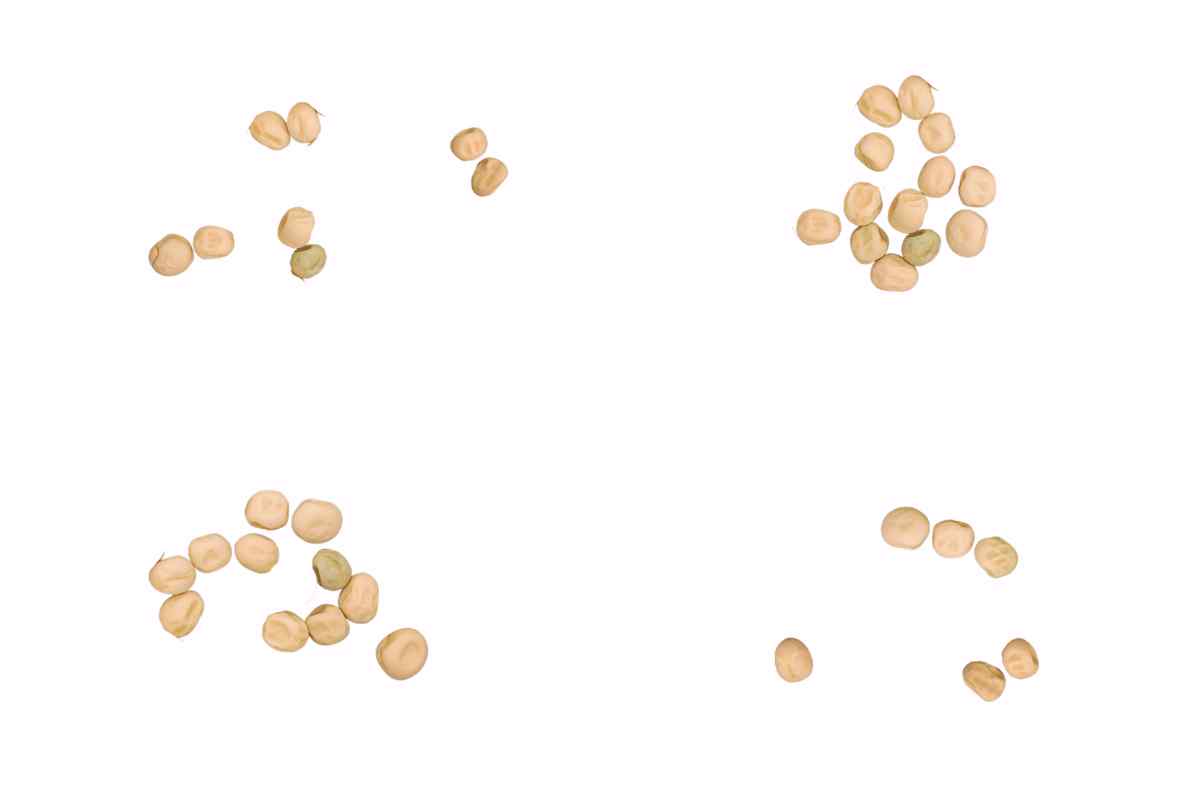 Four clusters of dried pea seeds on a white background to demonstrate how children can use planting to practice subitising in a blog about how to grow pea shoot with kids on a window ledge