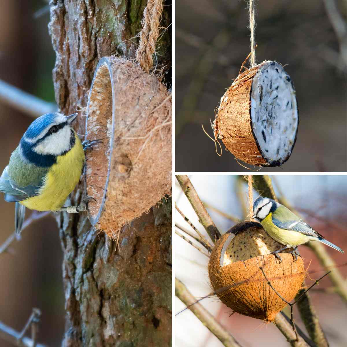 Three images in a grid of coconut bird feeders, two of them showing a blue tit perched on the feeder to enjoy the food. You can see the fat and seeds in one of them. This is part of a blog about different ways to make bird feeders with kids