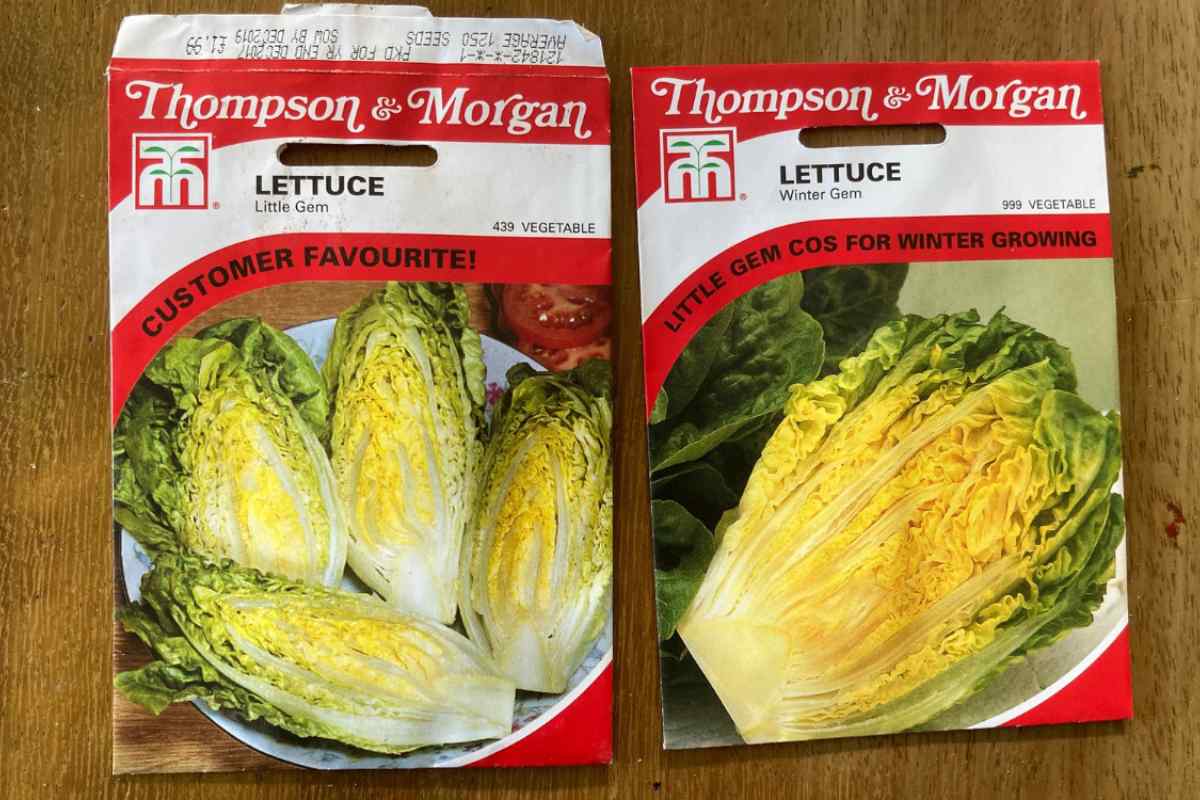 Image of two different packets of little gem lettuce seeds, one of a summer sowing variety and one of a winter variety, this is part of a blog about ordering seeds with kids