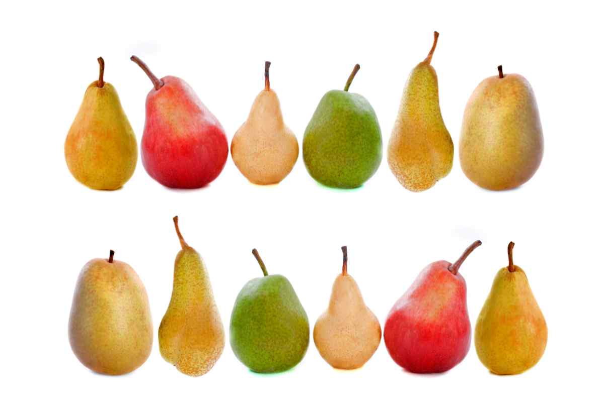 Image of two rows of pears on a white background, this is to illustrate different types and shapes of pears as part of a blog about making pear and coconut milkshake with kids