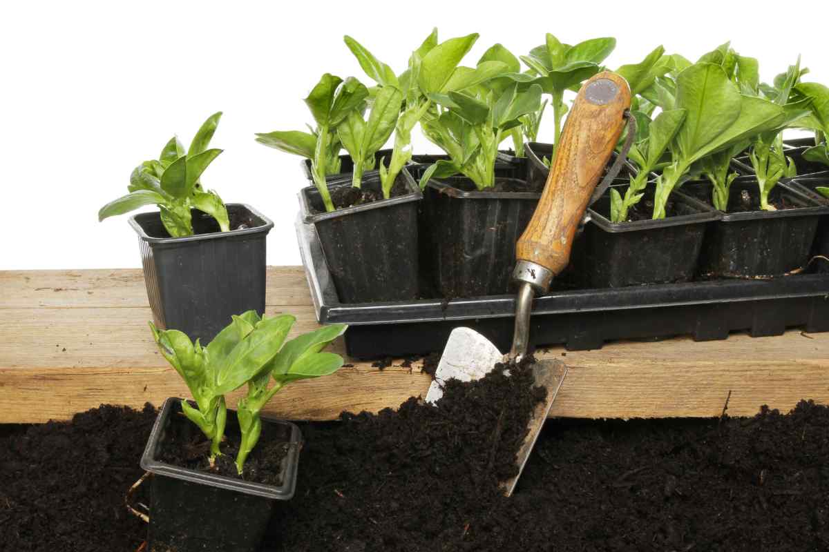 Image of several broad bean seedlings in black plastic pots and one of them being planted out in the foreground with a trowel, this is part of a blog about sowing broad beans with kids