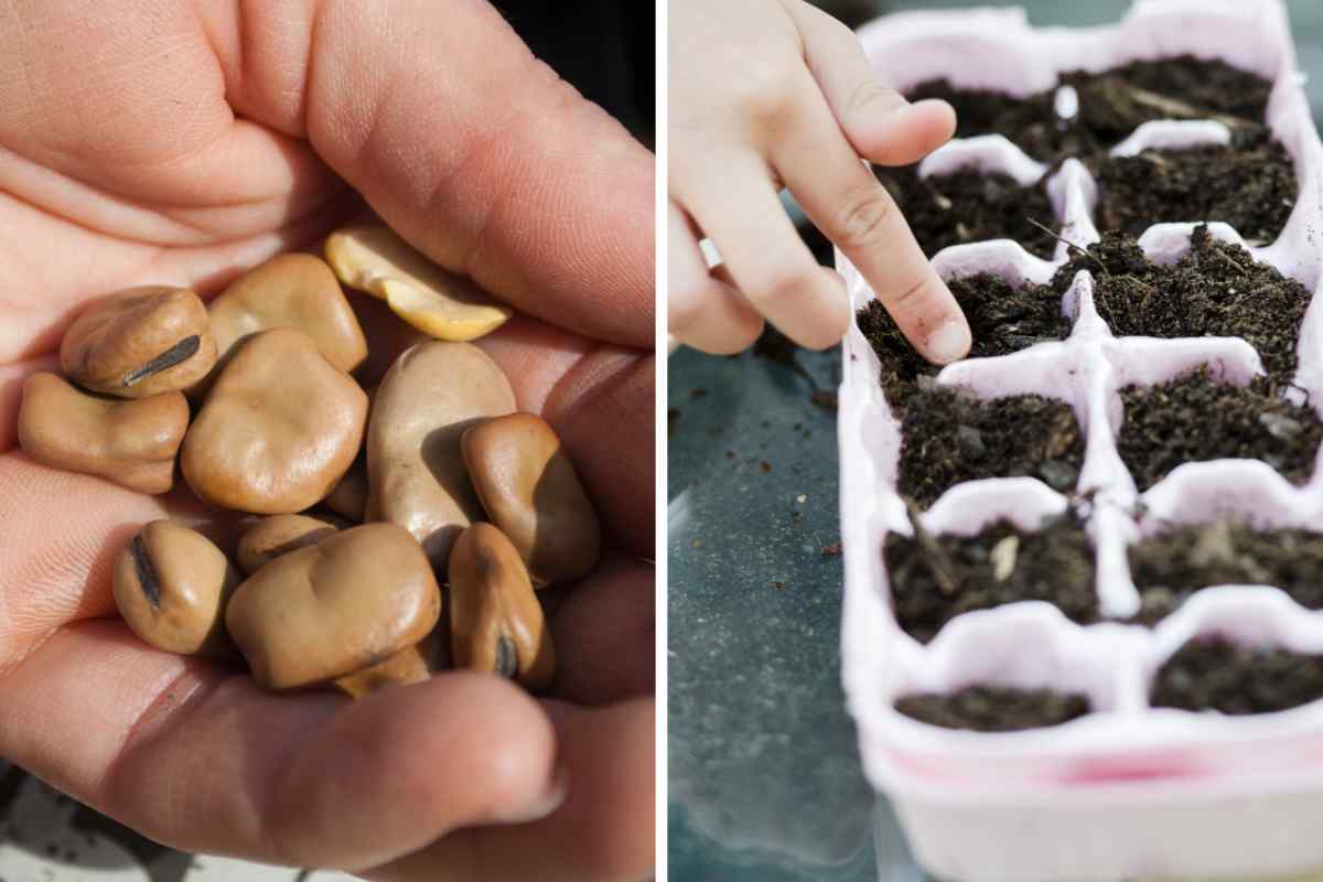 Split screen two image, one of a hand holding a pile of broad bean seeds and the other showing a child’s hand pushing a seed into a module tray of soil, this is part of a blog about sowing broad beans with kids