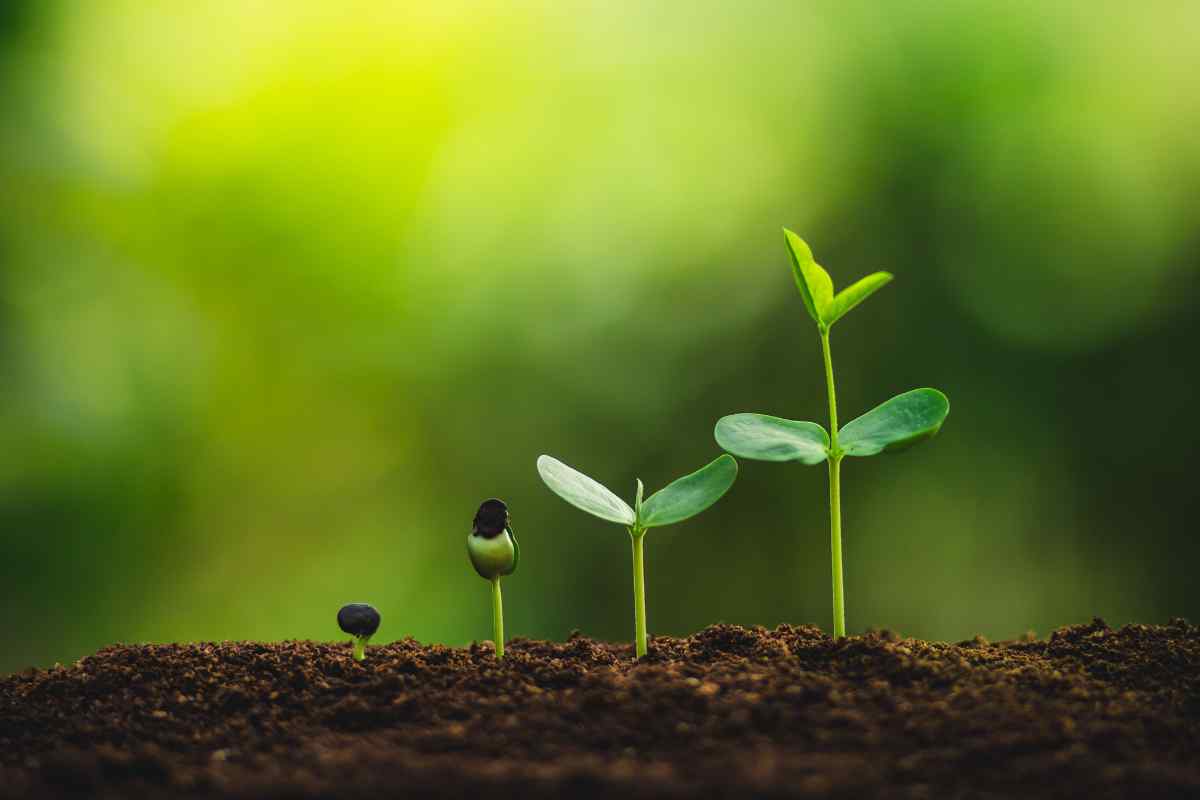 Image of four seedlings showing different stages of growth, as part of a blog about watering plants with children