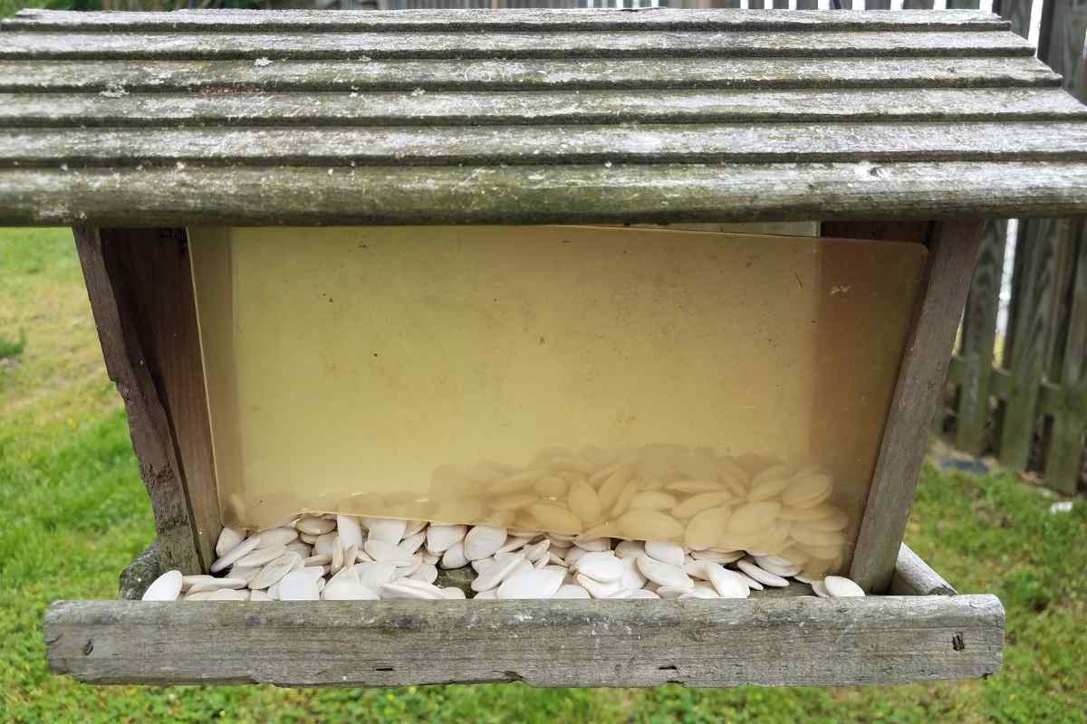 Image of a bird table with recycled pumpkin seeds on it, as part of a blog about what to do with your pumpkin seeds with kids