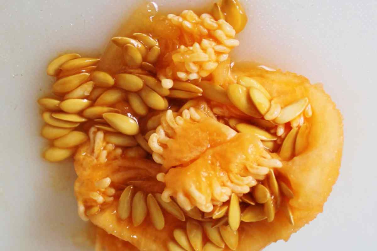 Image of some bright orange gooey pumpkin flesh and seeds on a white background, as part of a blog about what to do with your pumpkin seeds with kids