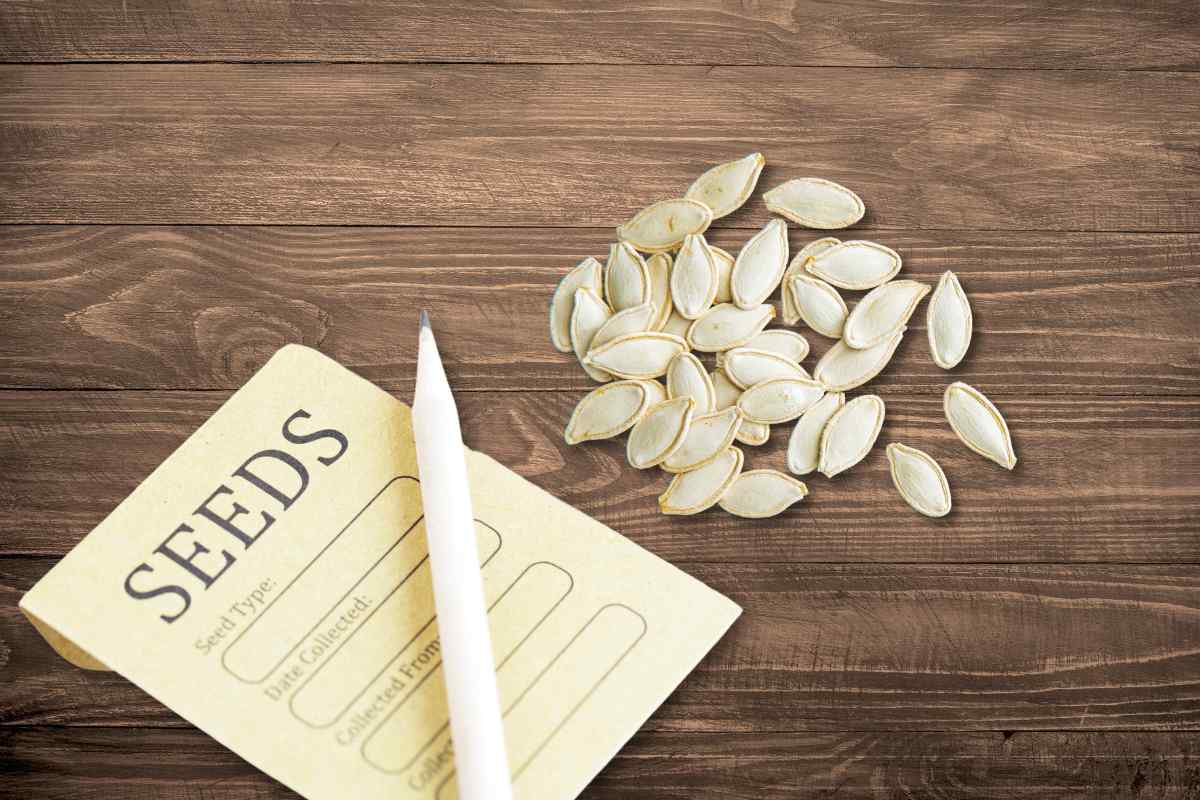 Image of some pumpkin seeds next to a seed packet waiting to be labelled and a pencil, as part of a blog about what to do with your pumpkin seeds with kids