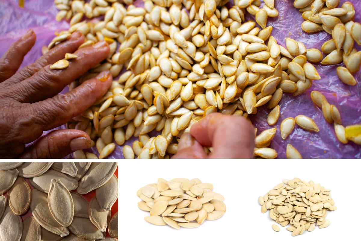 Image of some hands sorting through some washed pumpkin seeds, and then three smaller images showing large, medium and small pumpkin seeds to show them being sorted by size as part of a blog about what to do with your pumpkin seeds with kids