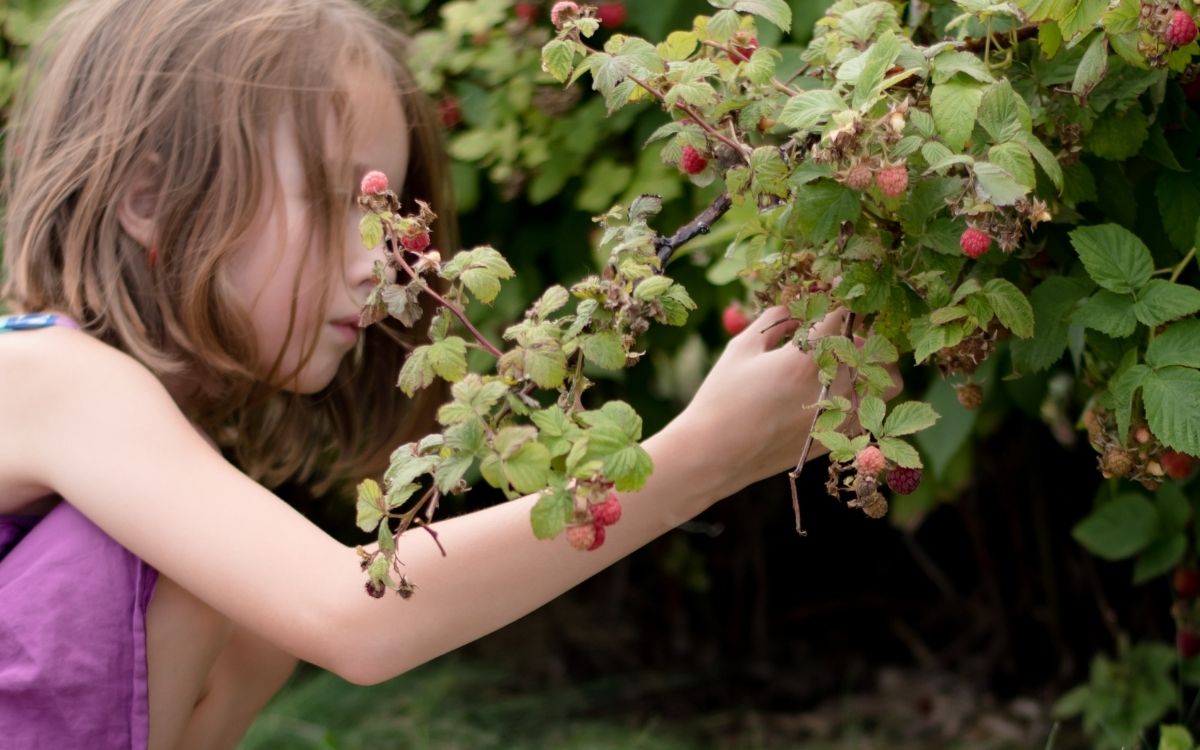 Picture of a young girl picking blackberries from a bush, the berries on the bush are a mixture of ripe and unripe.