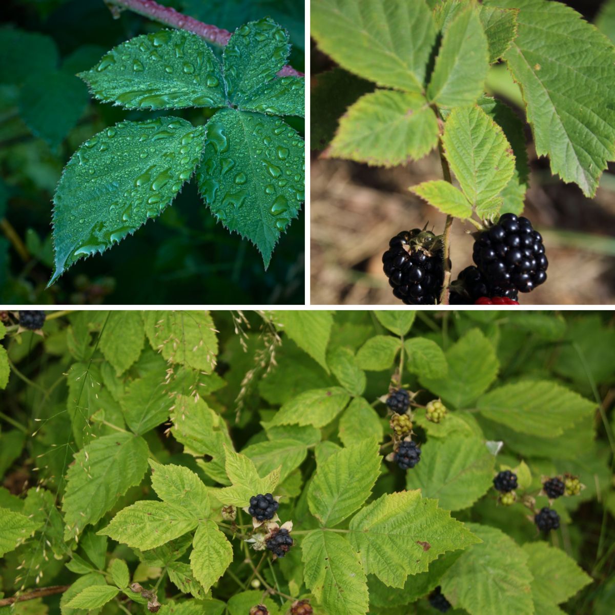 Three images of blackberry bushes, showing the leaf shape, fruits and some mixed flower and fruit, to show the different aspects in identification for children.