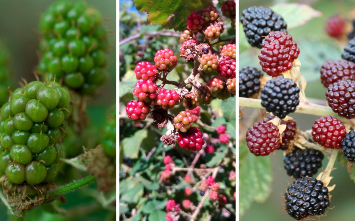 Three images of blackberry to show the stages of ripeness. The first is totally green. The second is a mixture of white and pink. The third shows pink and black ones which are nearly ripe or ripe.