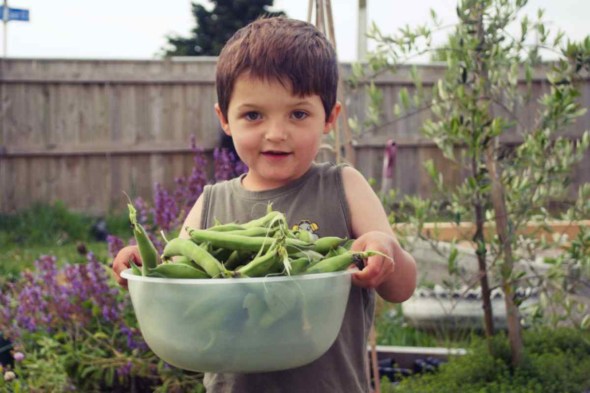 Happy child holding a bowl of harvested green beans, with a vegetable garden in the background, the as part of a blog about picking green beans with kids
