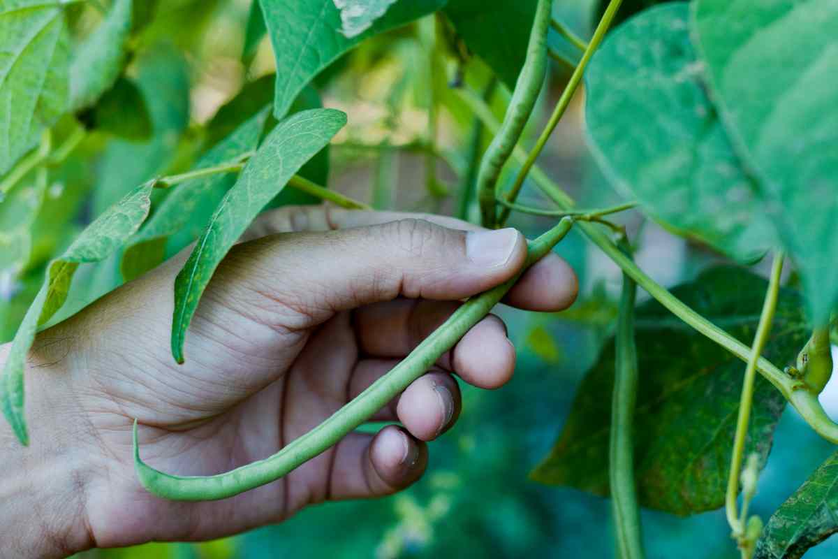 Hand holding a green bean on a plant, showing how it is connected to the rest of the cluster of beans, the as part of a blog about picking green beans with kids