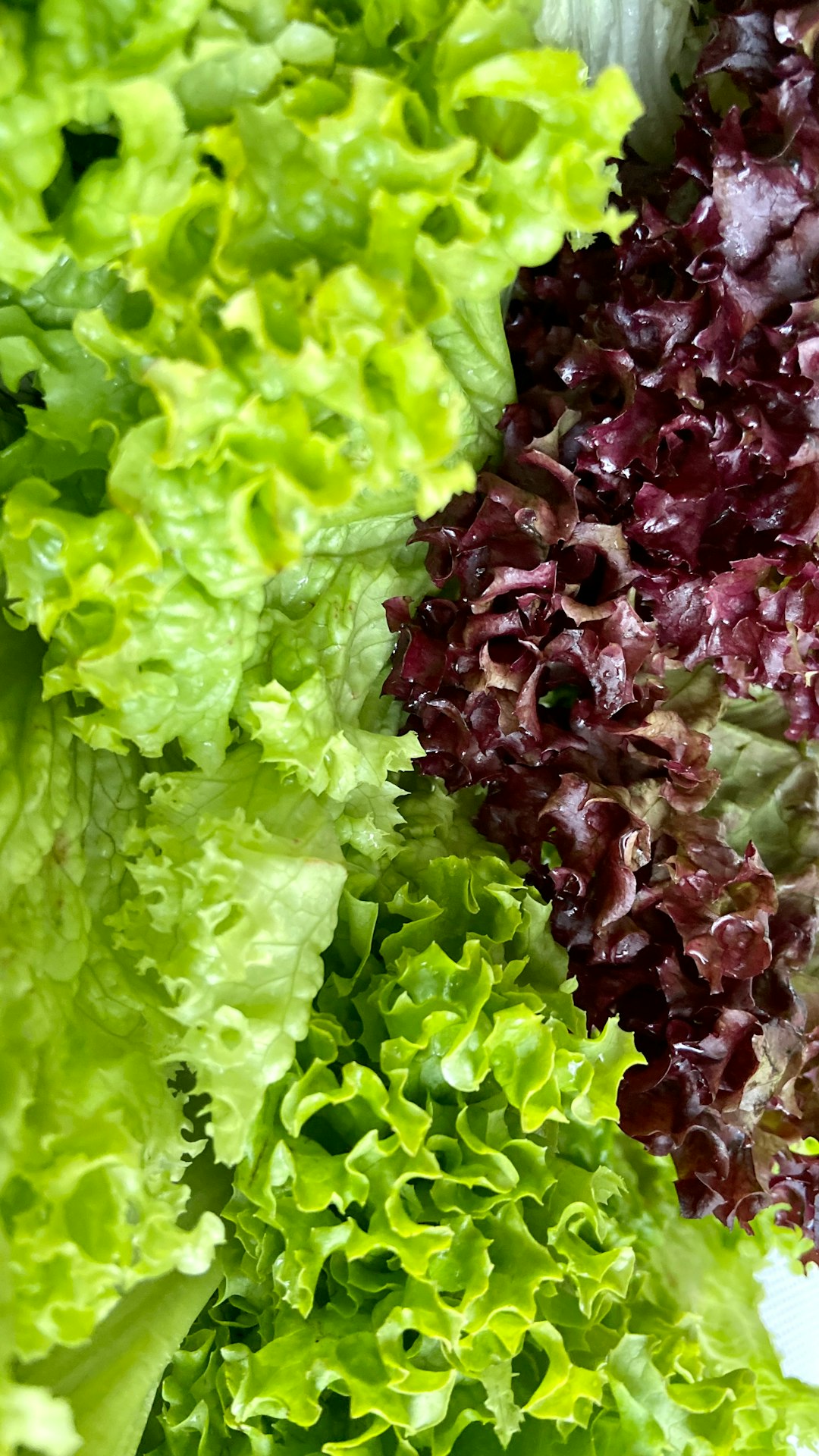 purple and green vegetable plant